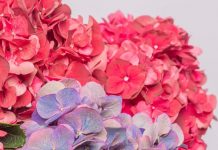 Hortensien bestellen und richtig pflegen Hortensien kaufen bei Bloomy Days