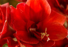 Amaryllis (Ritterstern) Rote Amaryllis