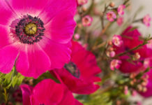 Anemonen (Windröschen) Anemonen und Waxflower