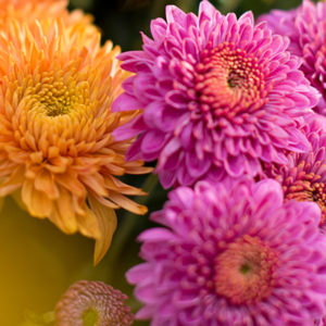 Chrysanthemen kaufen bei Bloomy Days