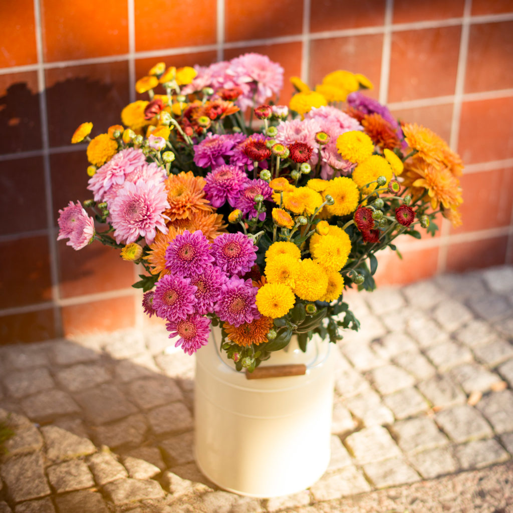 Chrysanthemen Pflege für den Herbst