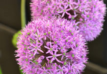 Allium (Zierlauch) Allium und Green Trick
