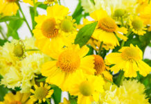 Helenium (Sonnenbraut) Helenium