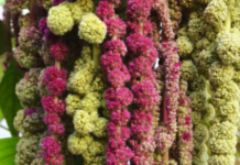 Amaranth (Fuchsschwanz) Fuchsschwanz