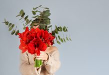 Ist denn schon Weihnachten? Weihachten-Blumen