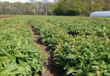 Pfingstrosen so weit das Auge reicht – Einblicke vom Feld Peonies Vermöhlen Pfingstrosenfeld