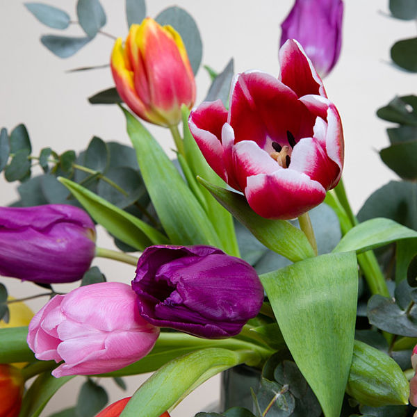Tulpen und Eukalyptus bestellen