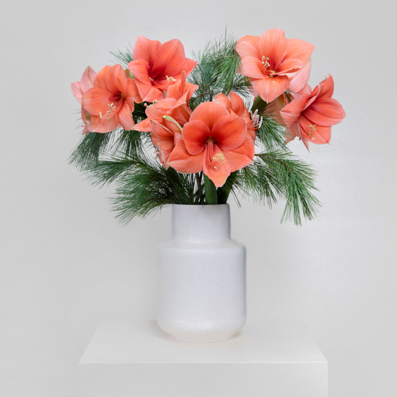 kiefer lachsfarbene Amaryllis